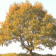 Baum